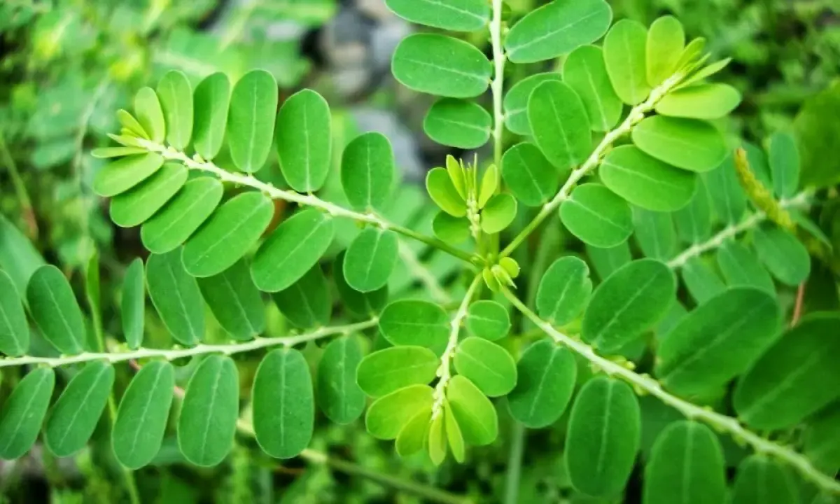 Daun saga yang dipercaya sebagai obat tradisional beberapa penyakit (Sumber : istimewa)