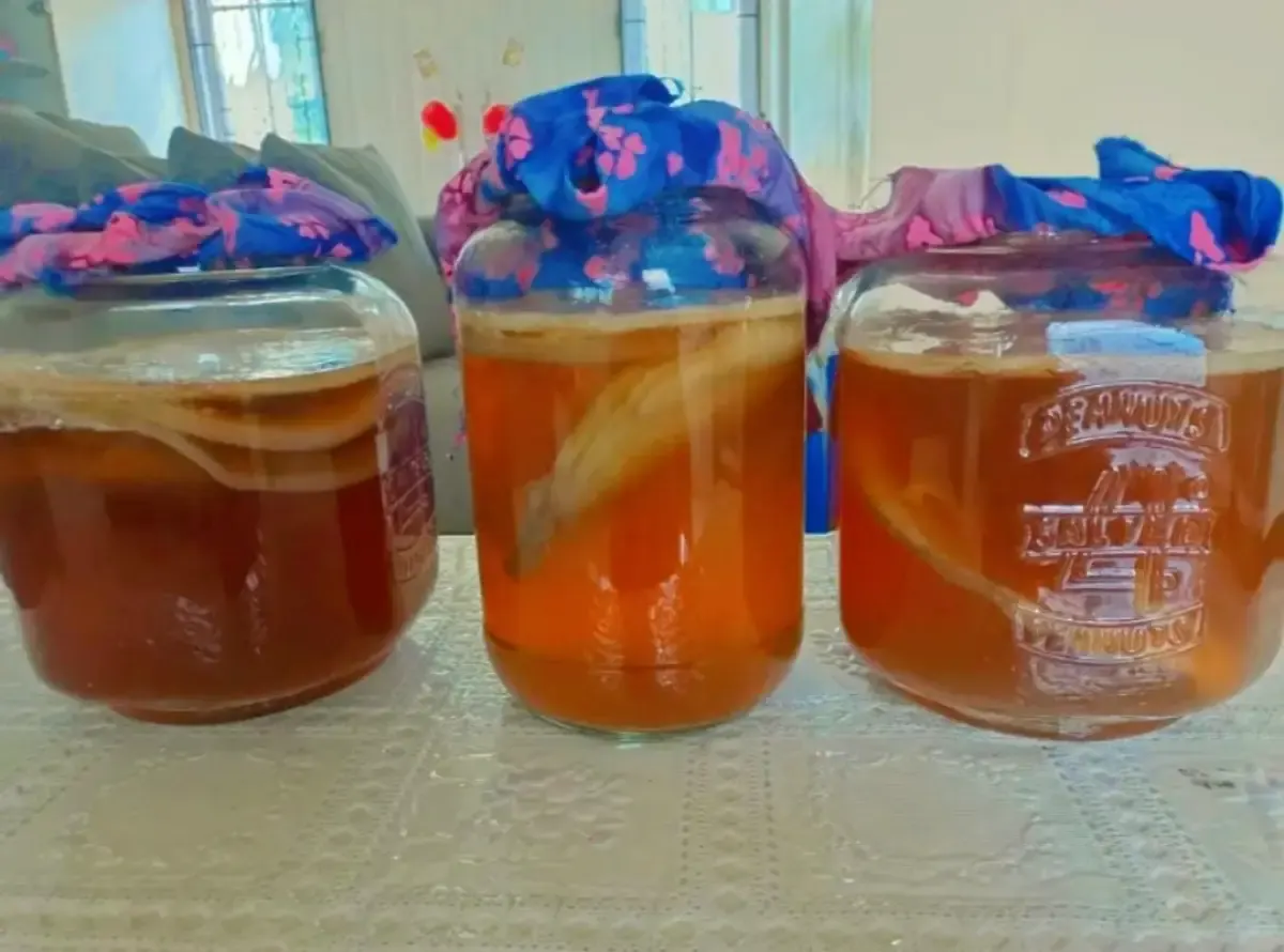 Proses fermentasi Teh Kombucha