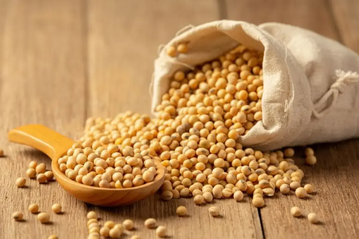 Illustrasi Kacang Kedelai