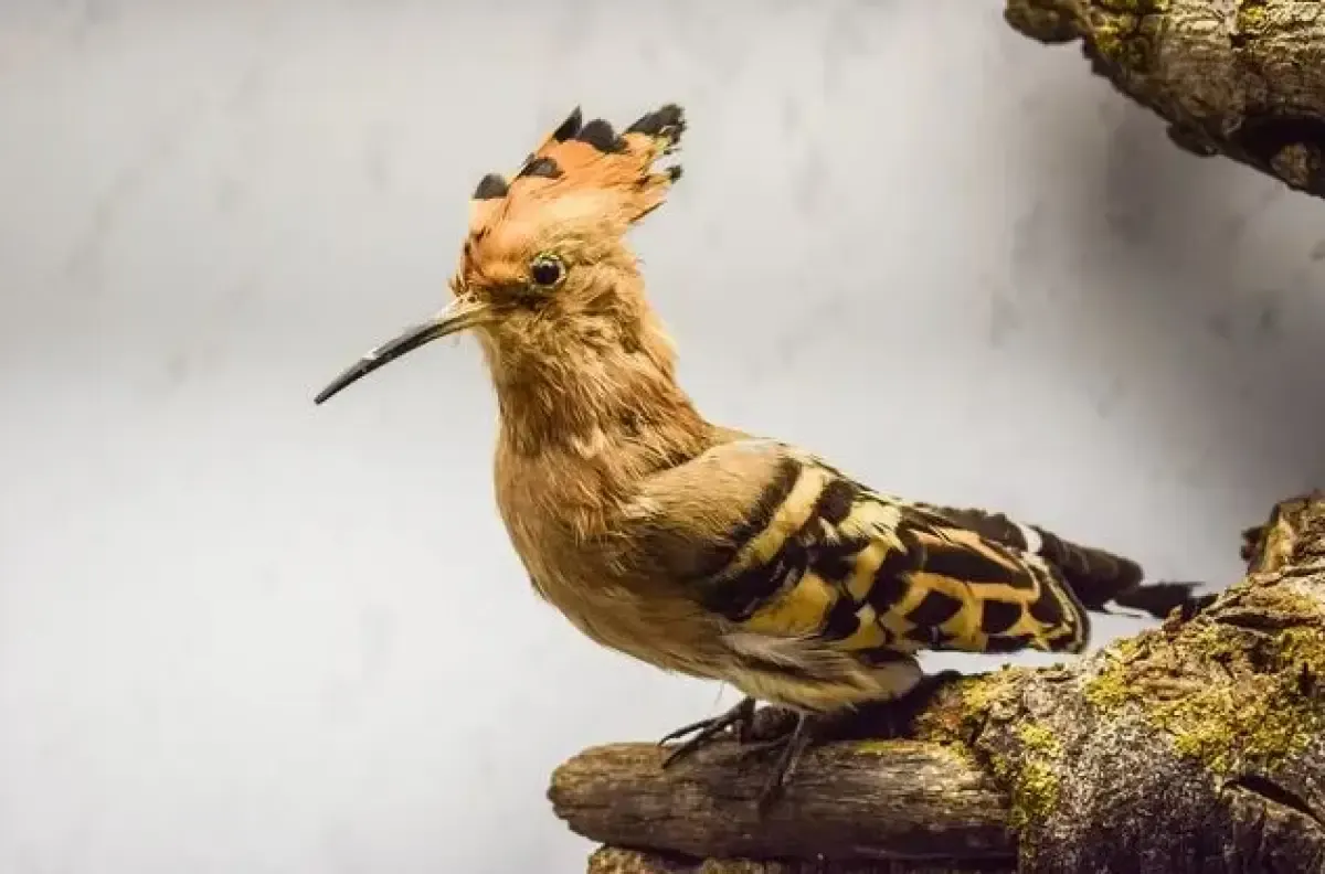 Ilustrasi burung Hud Hud. (Sumber : pixabay.com/Dimitris Vetsikas)