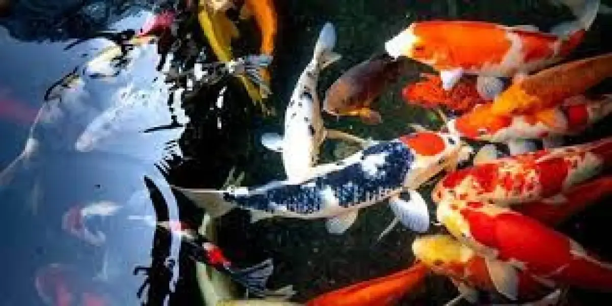 Illustrasi Ikan Koi (Sumber : Pixabay)
