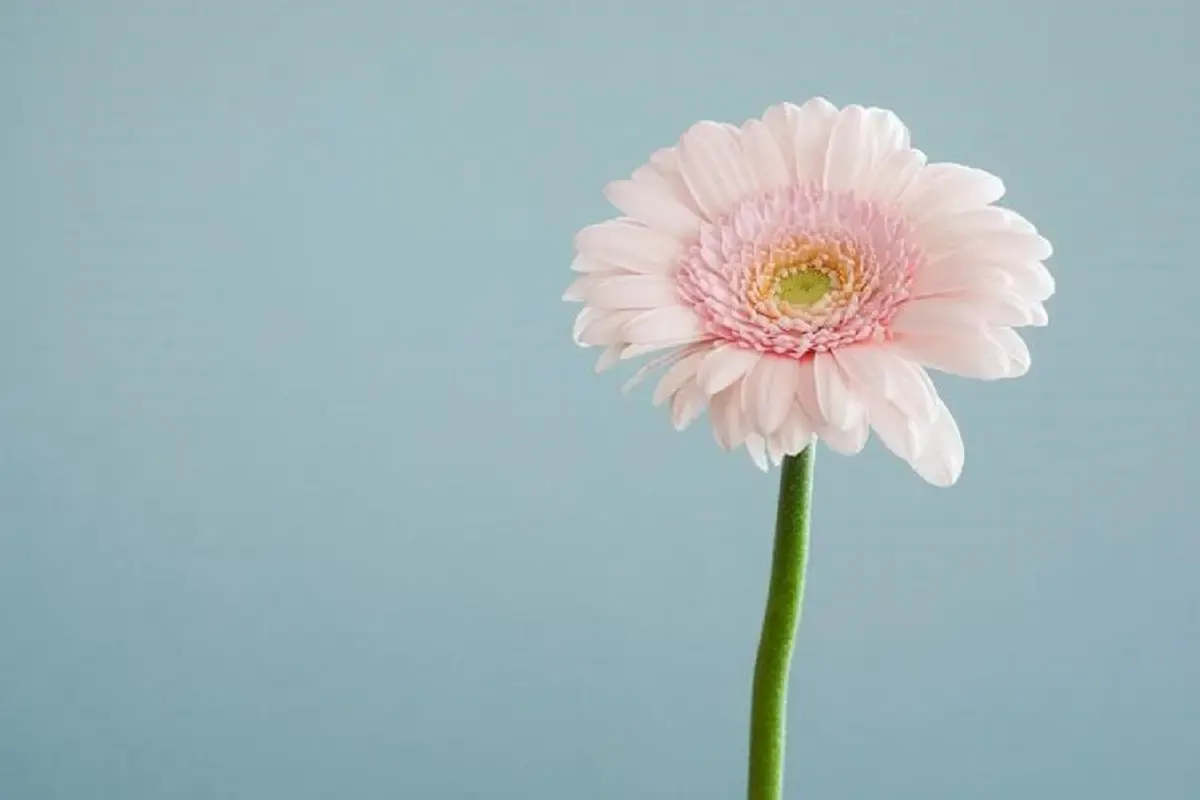 ilustrasi bunga (Sumber : unsplash.com/@andsmall)