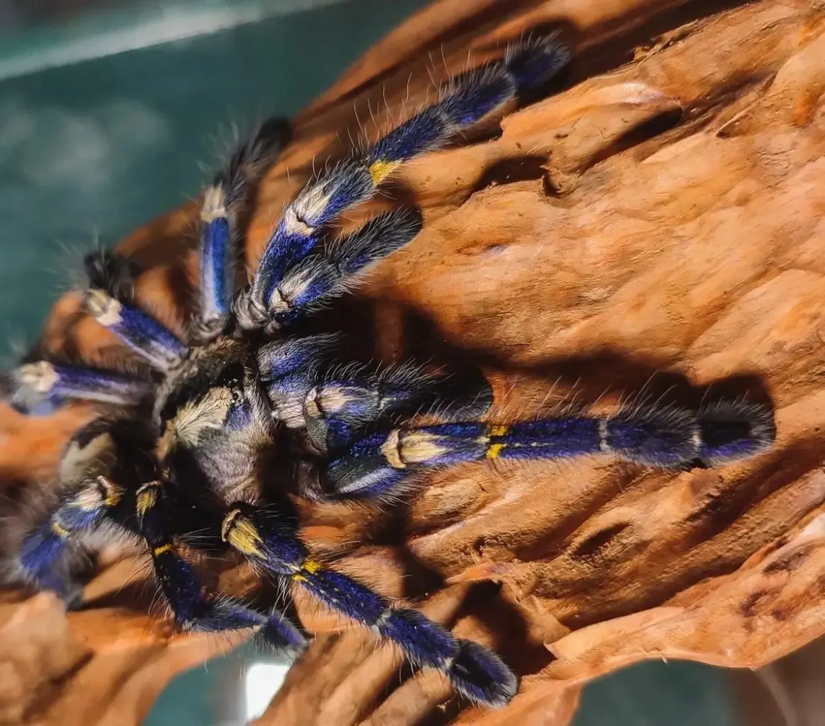 Ilustrasi, tarantula