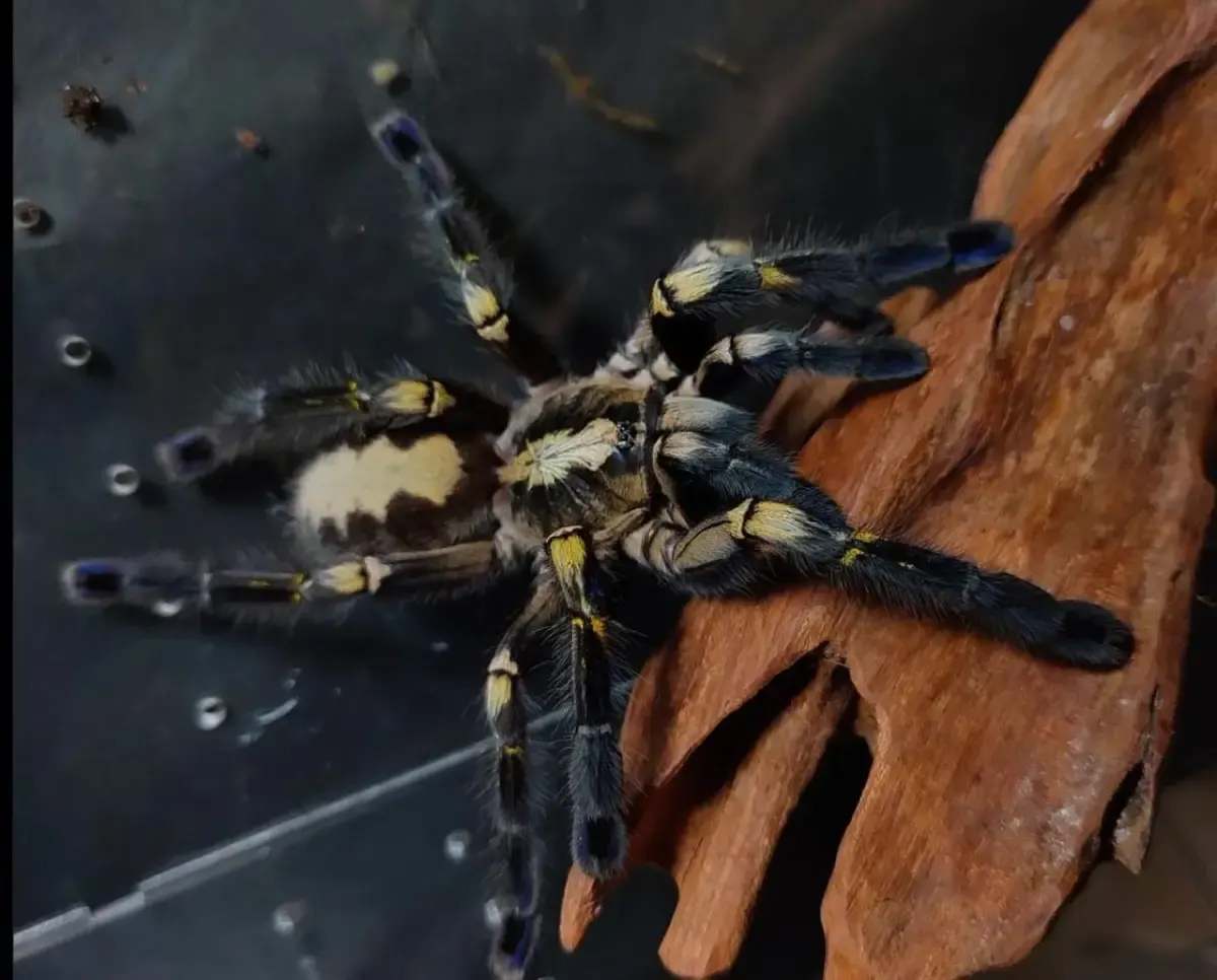 Ilustrasi, tarantula peliharaan