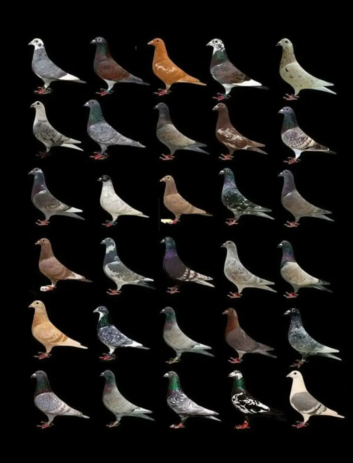 ilustrasi burung merpati
