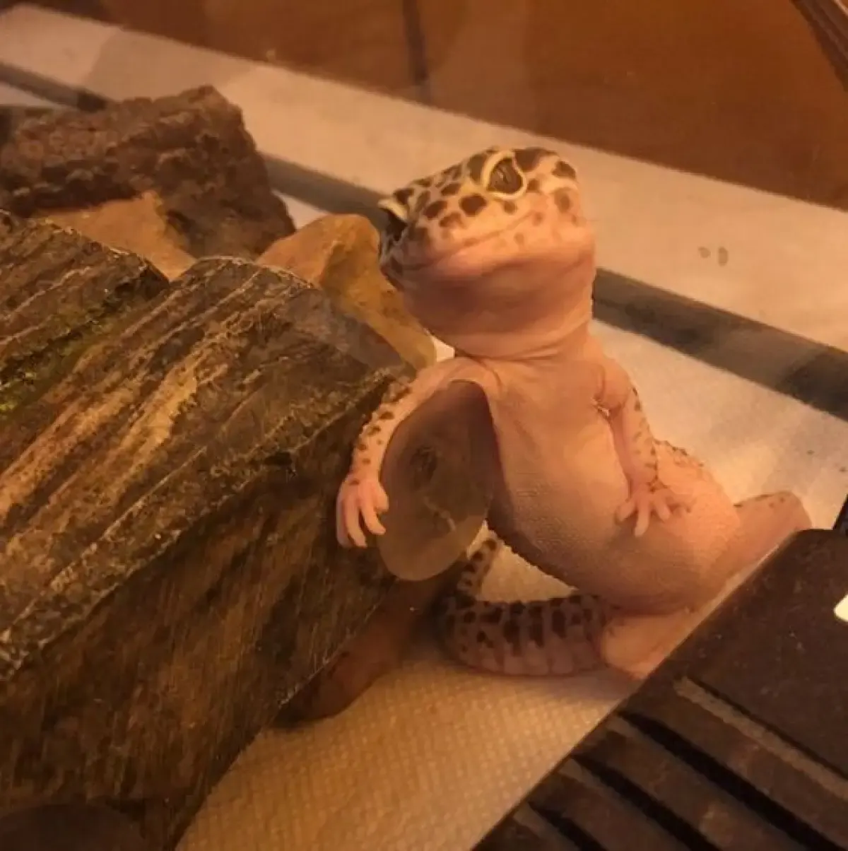 Ilustrasi, gecko sehat