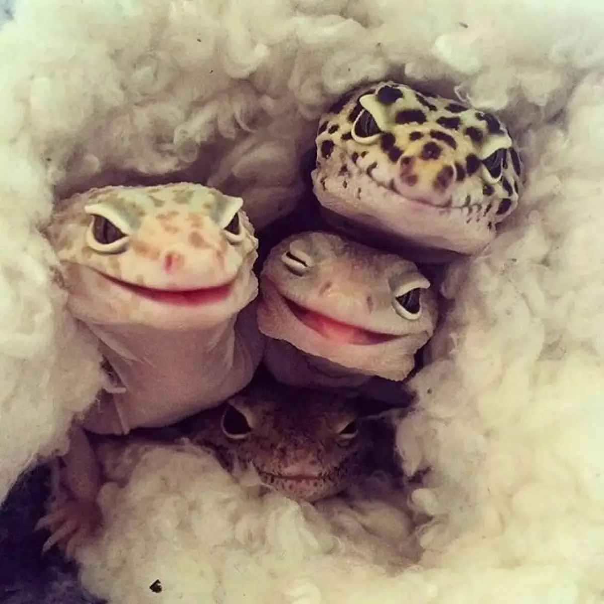 Ilustrasi, gecko sehat