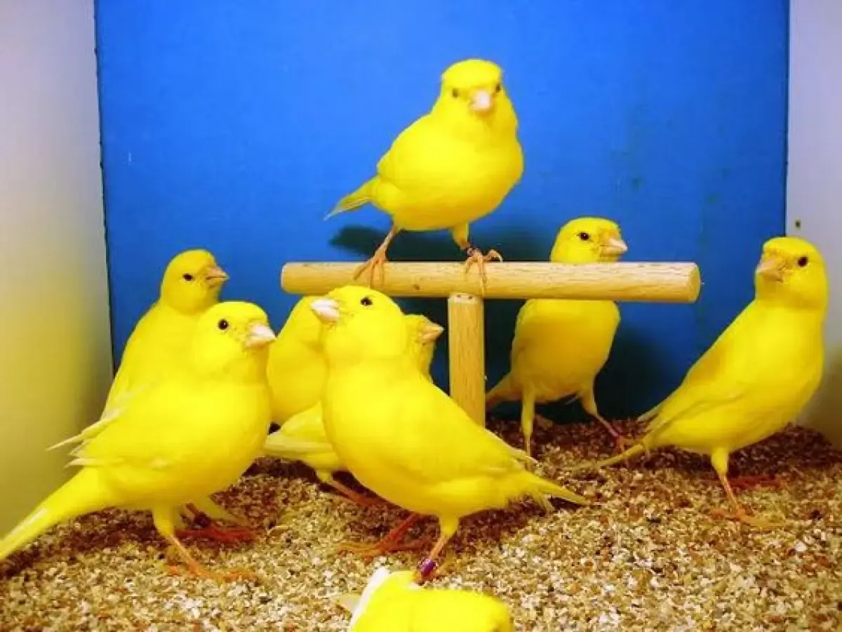 Ilustrasi, burung kenari