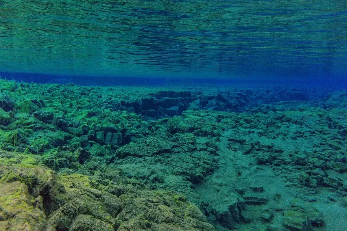 Ilustrasi pemandangan bawah laut (Sumber : Pixabay.com/Gerald Lobenwein)