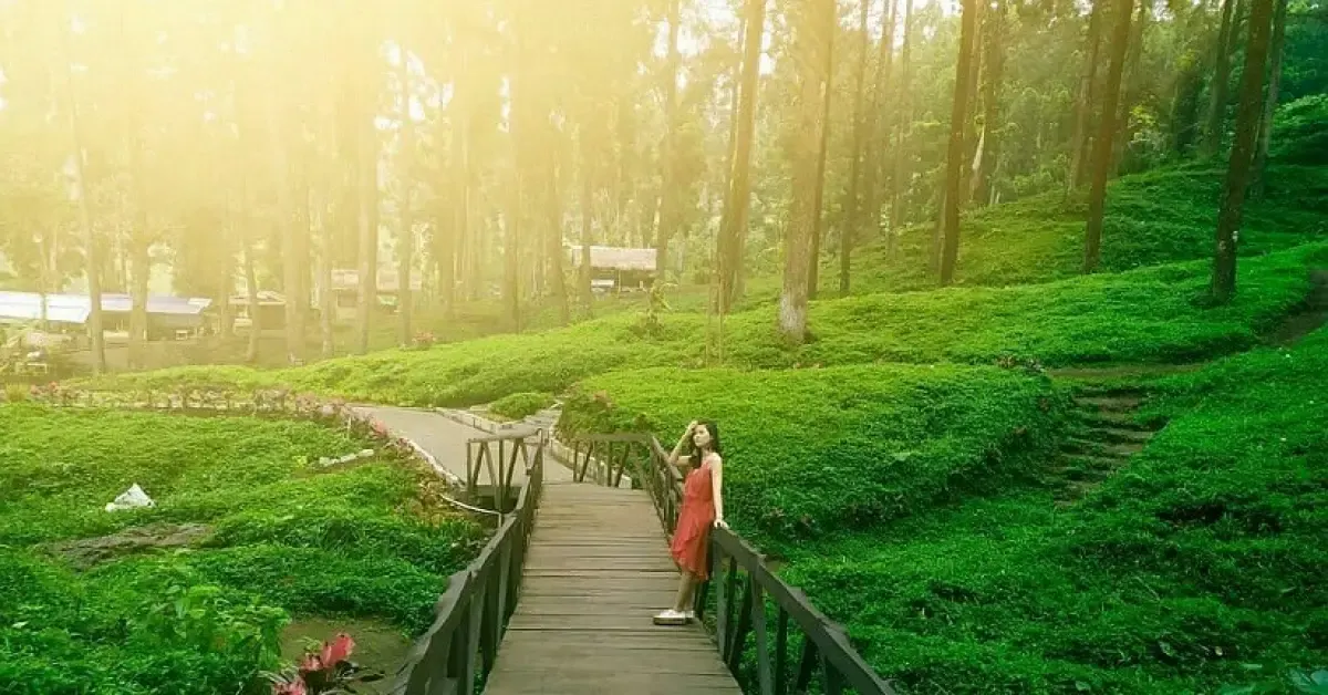 Hutan Pinus Limpakuwus (Sumber : Pinterest)