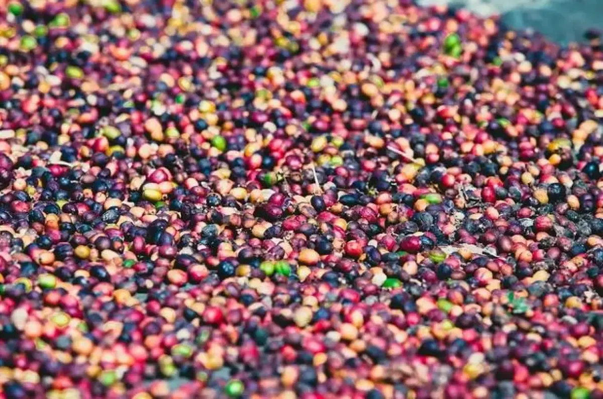 Kopi Indonesia (Sumber : Pixabay.com)