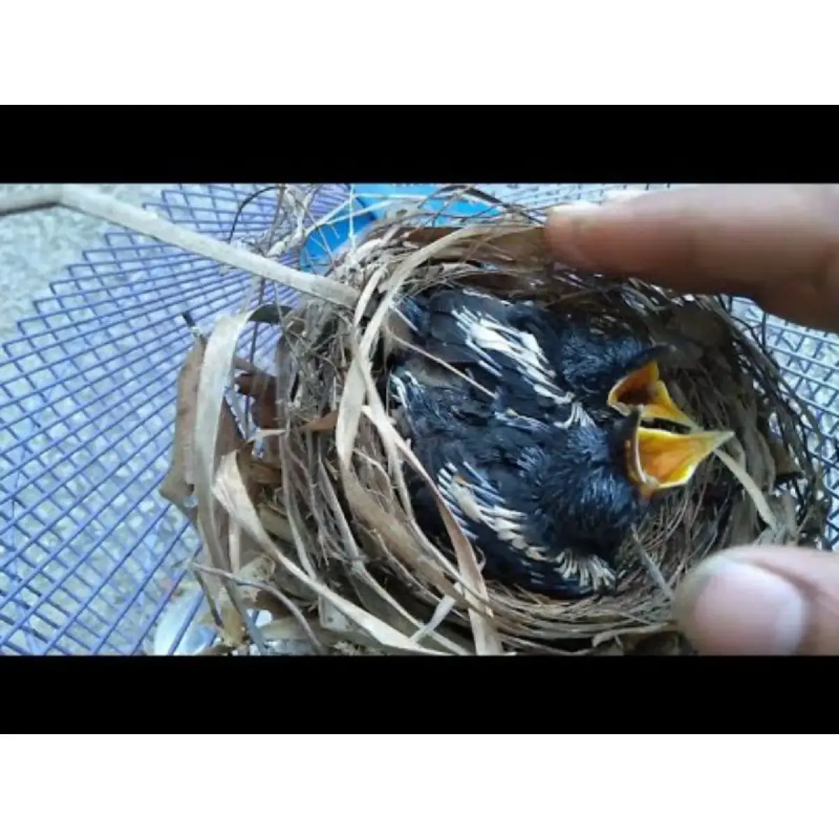 Ilustrasi anakan burung kacer