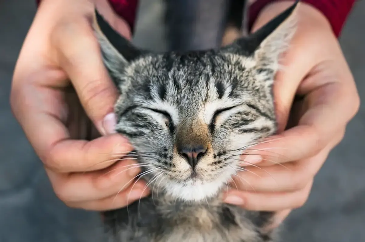 Ilustrasi, kucing kampung