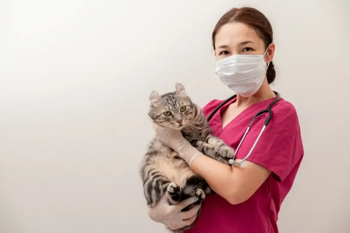 Ilustrasi, merawat kucing