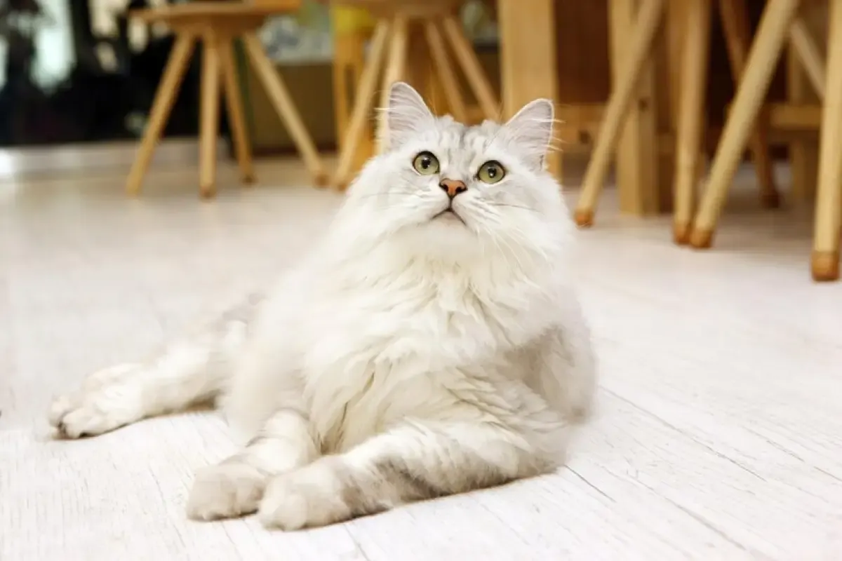 Ilustrasi, kucing persia