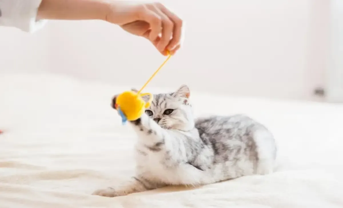 Cara Memilih Mainan yang Tepat untuk Kucing Anda, Disimak ya Sob! (Sumber : Freepik.com)