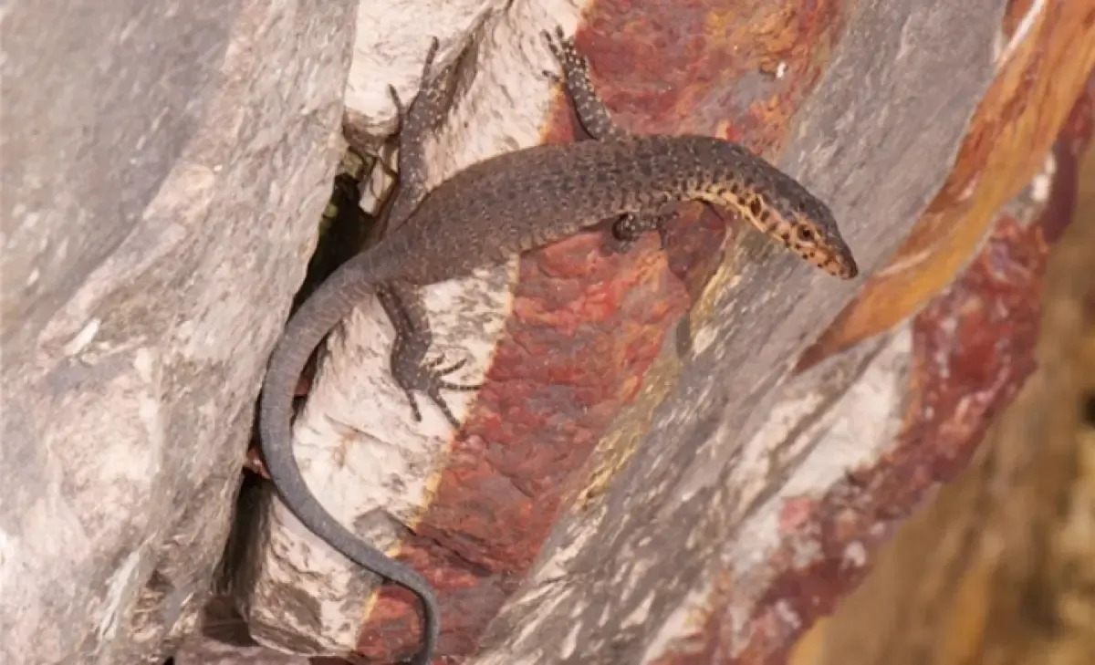 Reptil Australia, kadal Varanus mitchelli, menghadapi ancaman dari spesies invasif dan perubahan iklim (Sumber : ITB)