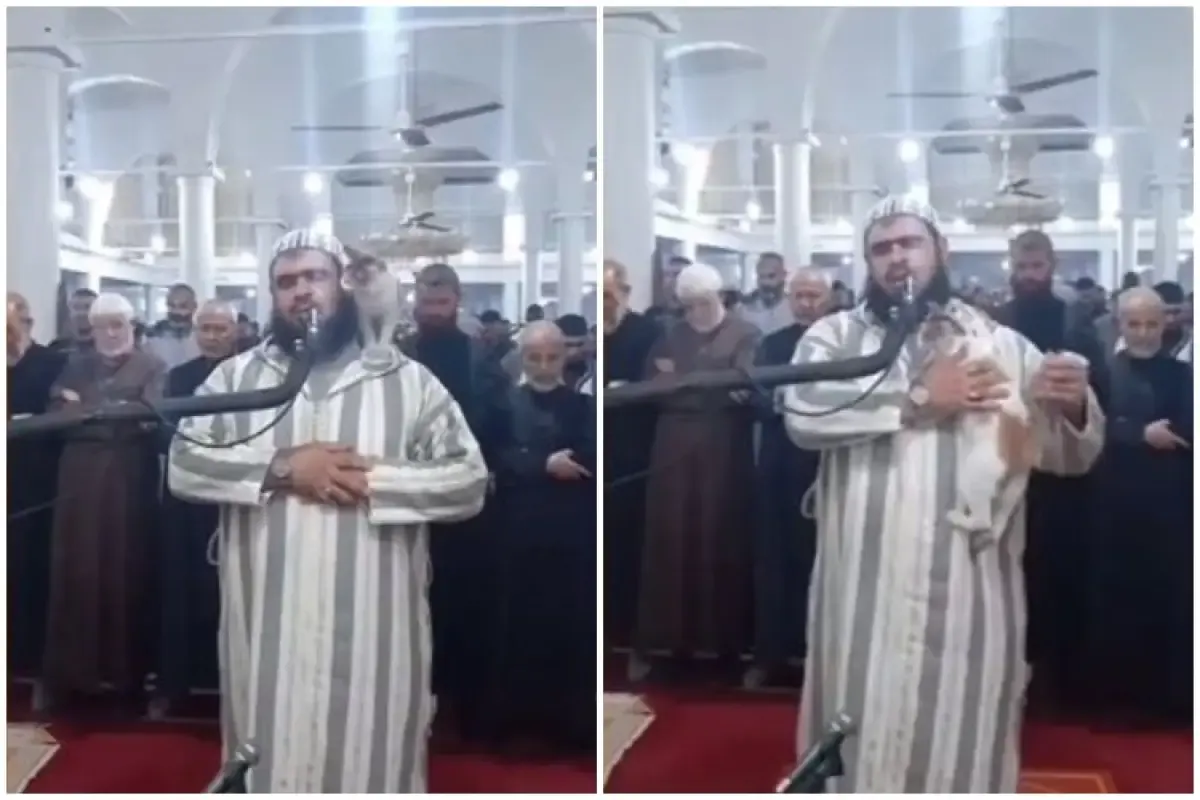 Momen kucing melompat ke tubuh imam shalat tarawih.  (Sumber : Twitter/@Alhamdhulillaah)