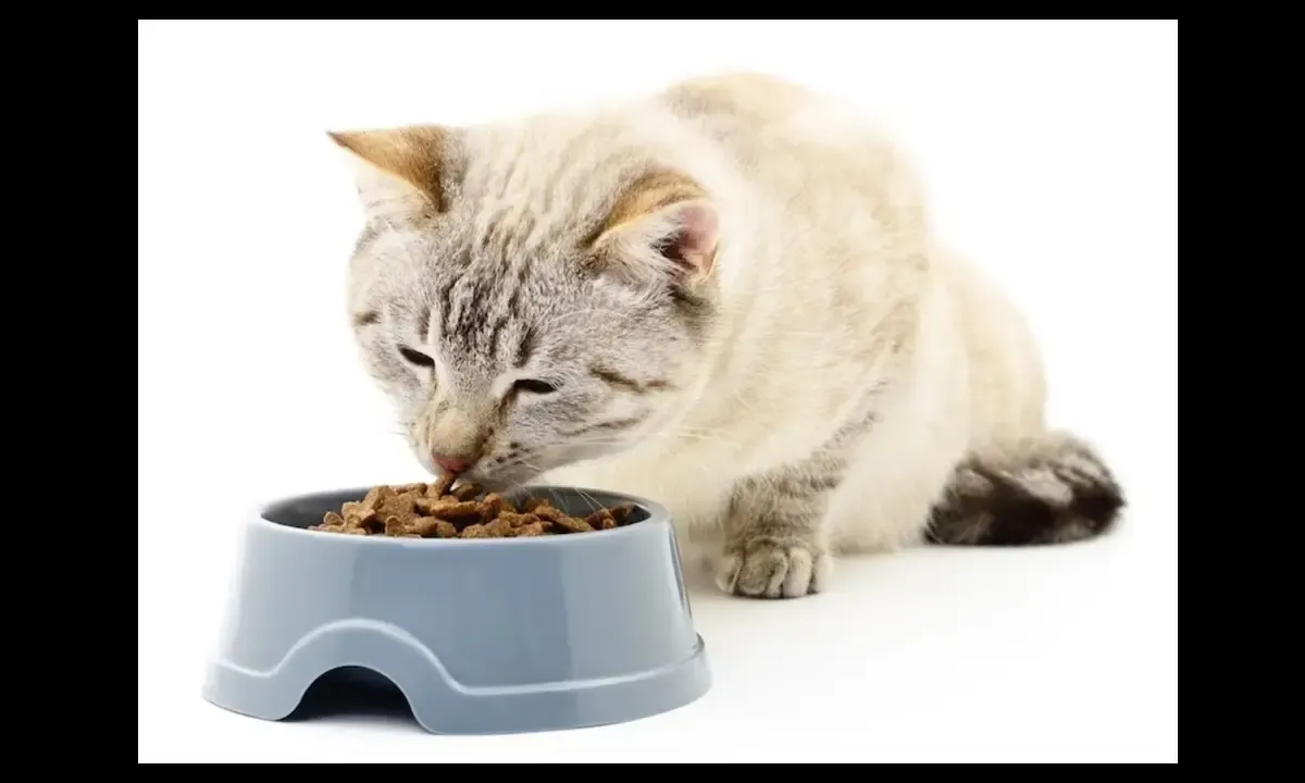 6 Makanan Manusia yang Aman untuk Kucing - Bagian 2 (Sumber : Freepik.com)