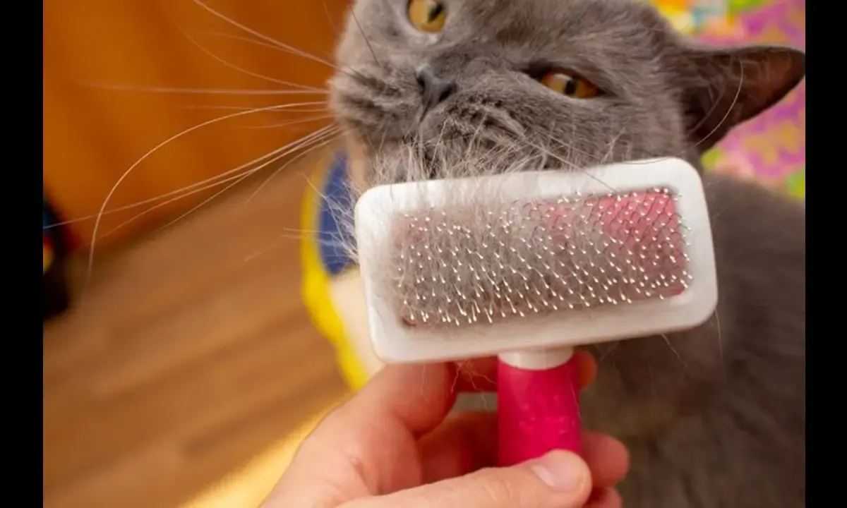 Hairball Pada Kucing, Seperti ini Penjelasan dan Penanganannya (Sumber : Freepik.com)