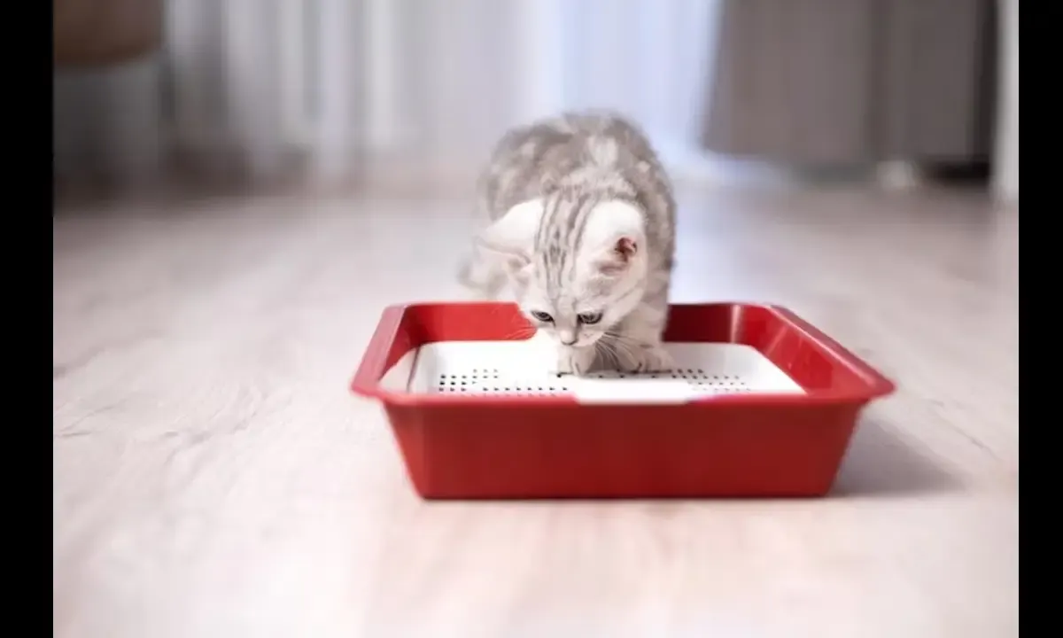 5 Tips Mengajarkan Anak Kucing Menggunakan Litter Box (Sumber : Freepik.com)