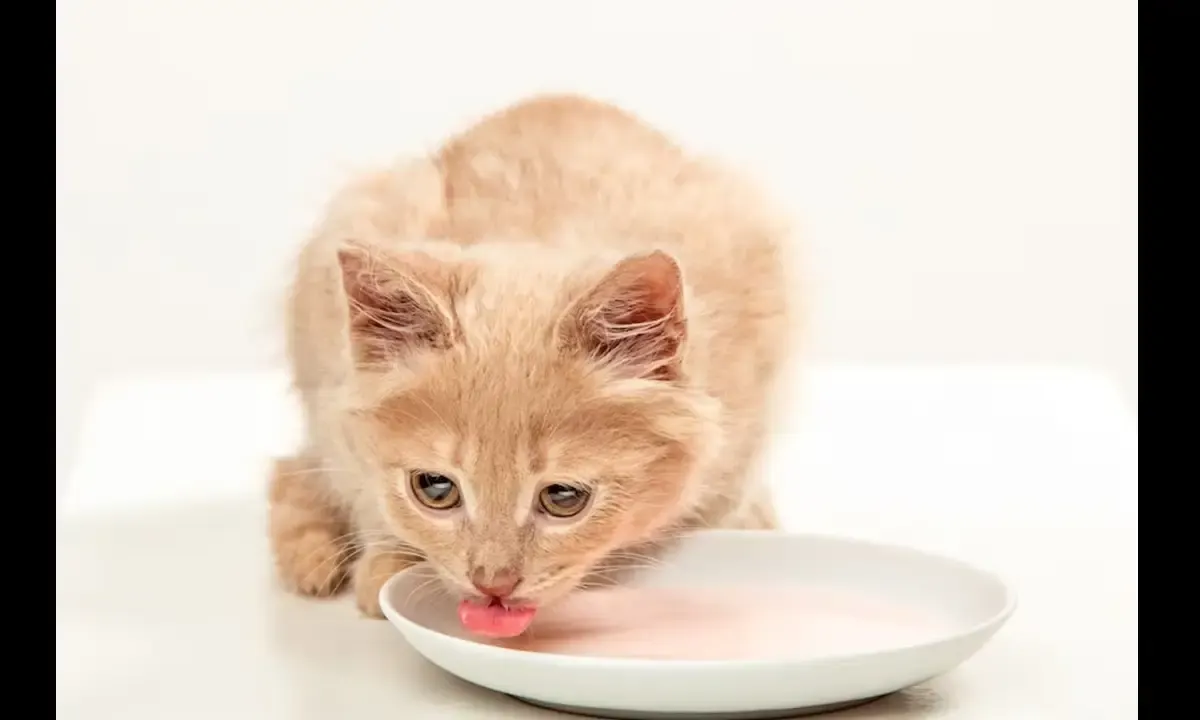 Kapan Anak Kucing Bisa Makan dan Apa Makanan yang Tepat? (Sumber : Freepik.com)