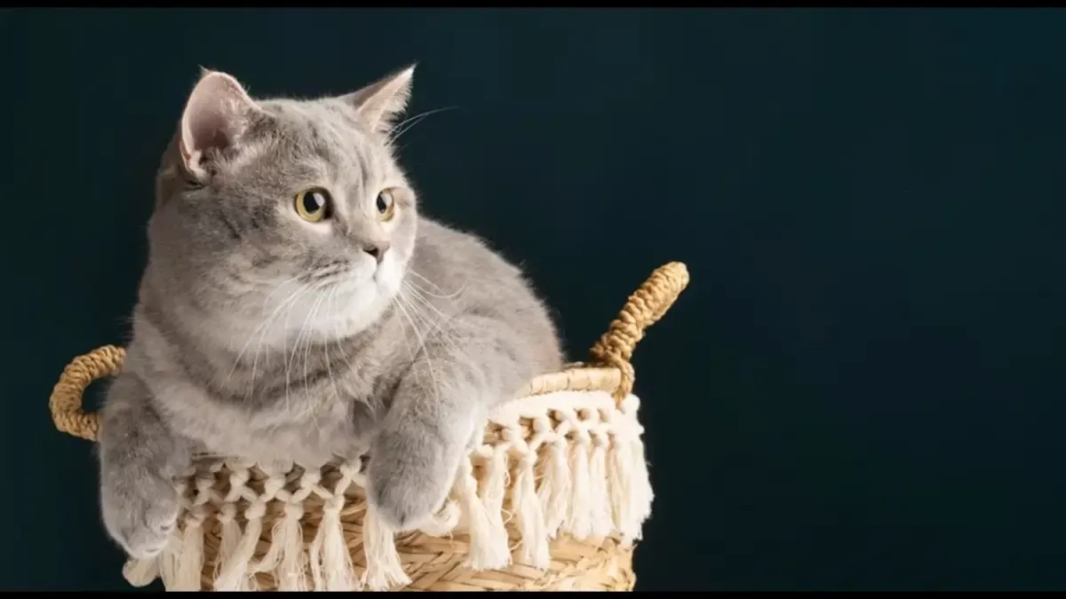 Amankah Menggunakan Obat Penenang Untuk Kucing Selama Perjalanan Mudik ? (Sumber : Freepik.com)