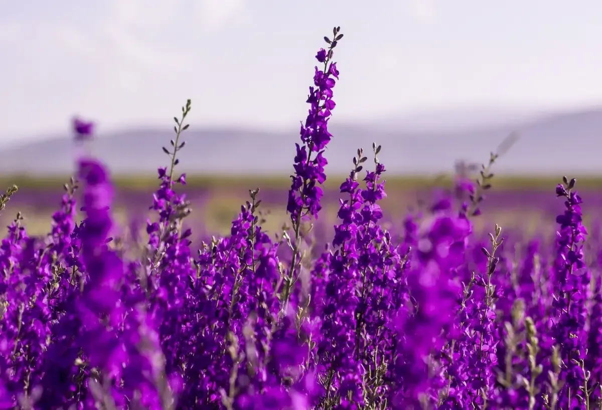10 Manfaat Bunga Lavender yang Gak Cuma Ampuh Usir Nyamuk (Pixabay)