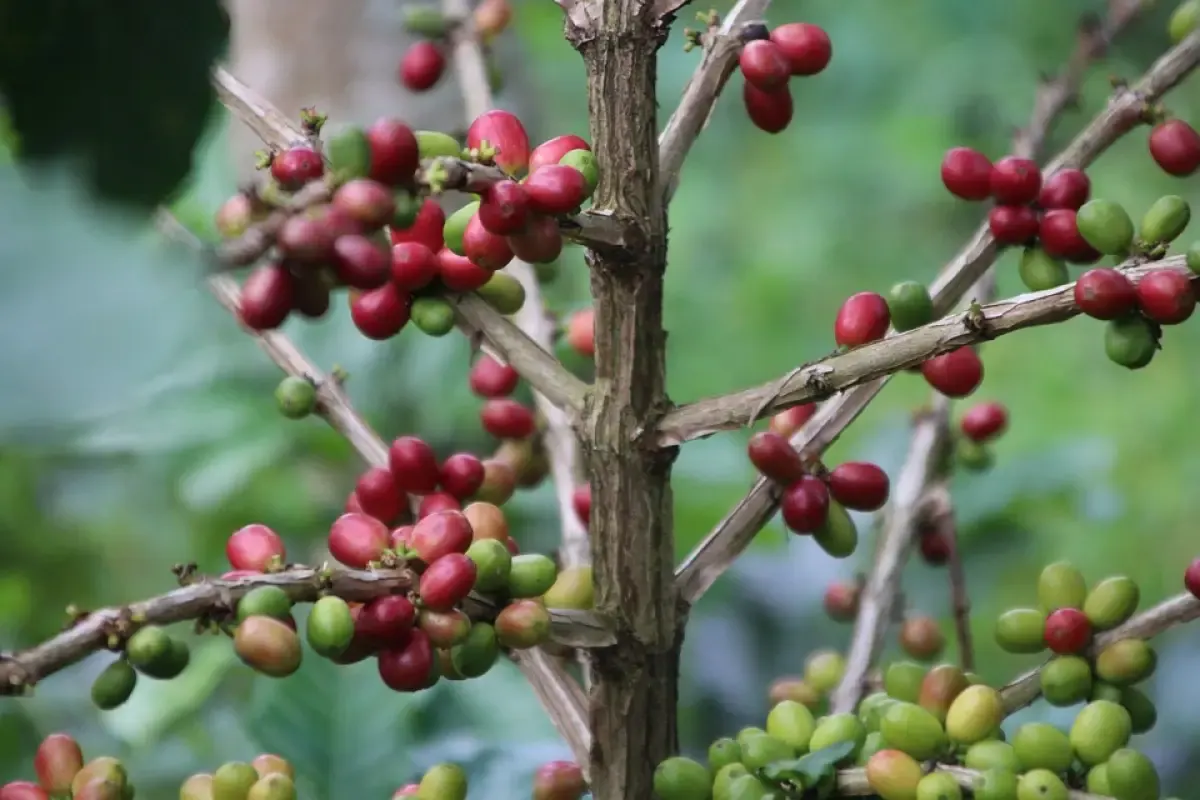 10 Kopi Indonesia Paling Populer, Bercita Rasa Khas Andalan Daerah yang Mendunia (FOTO: Pixabay)