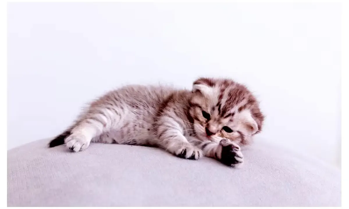 Kapan Waktu yang Tepat Memegang Anak Kucing ? Begini Penjelasannya  (Sumber : Freepik.com)