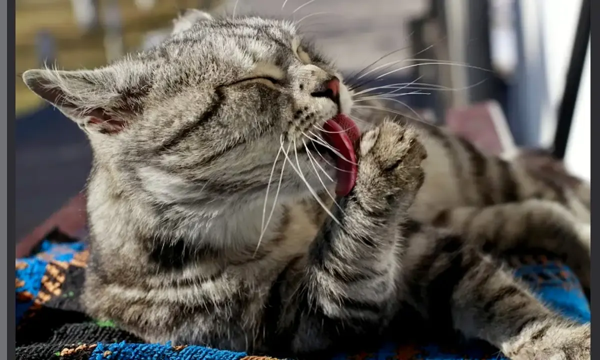 4 Tips Menghindarkan Kucing dari Kutu, Biar Semakin Sehat Kucing Kesayanganmu (Sumber : Google play)