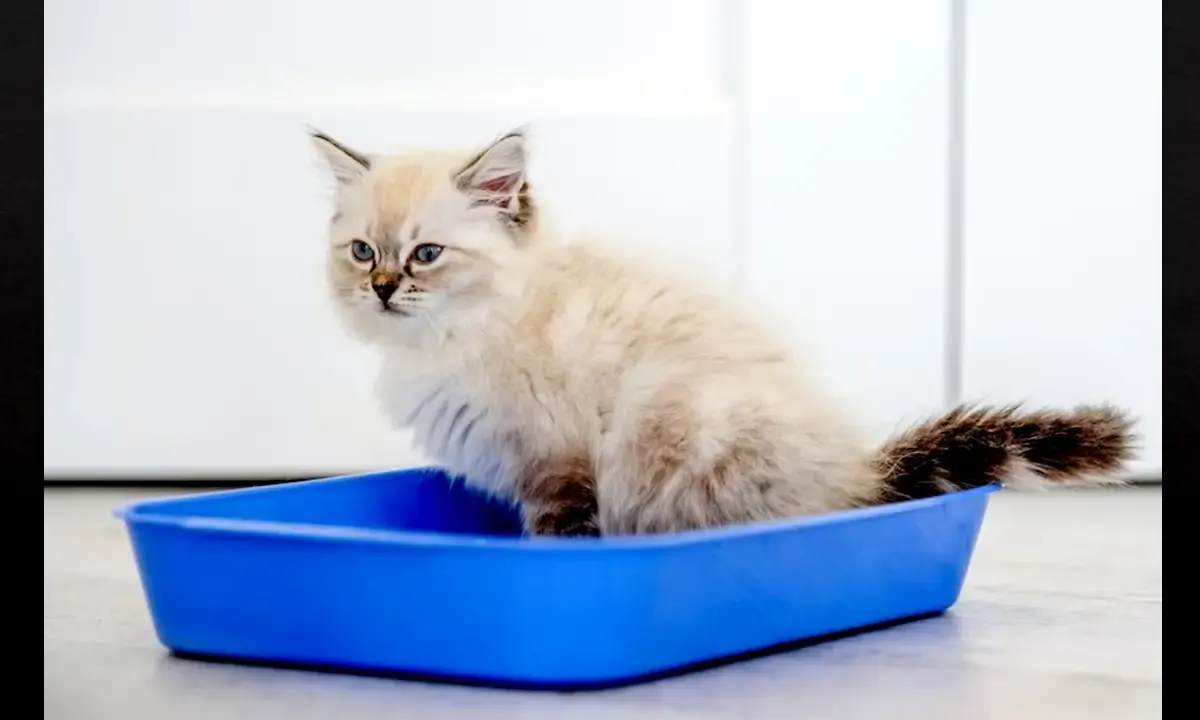 Cara Gampang Mengajarkan Kucing Pup di Kotak Pasir (Sumber : Google play)