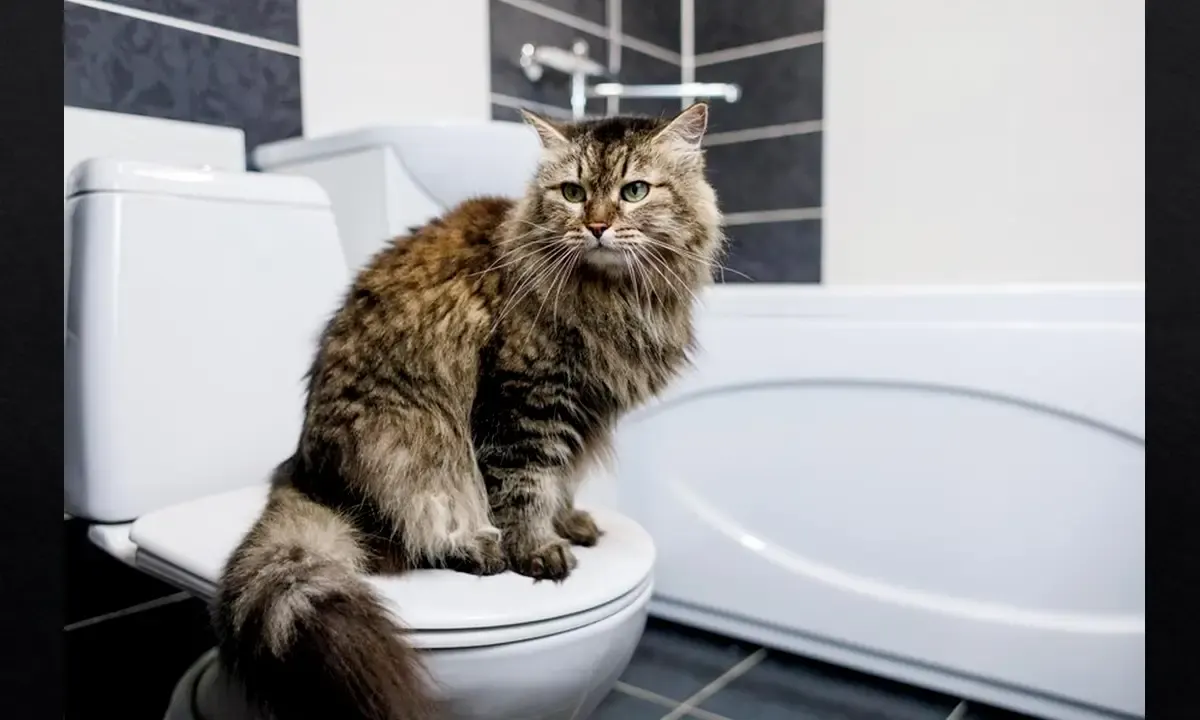 Cara Melatih Kucing agar Buang Air di WC, Bisa Menghemat Biaya Pasir Kucing Lho (Sumber : Freepik.com)