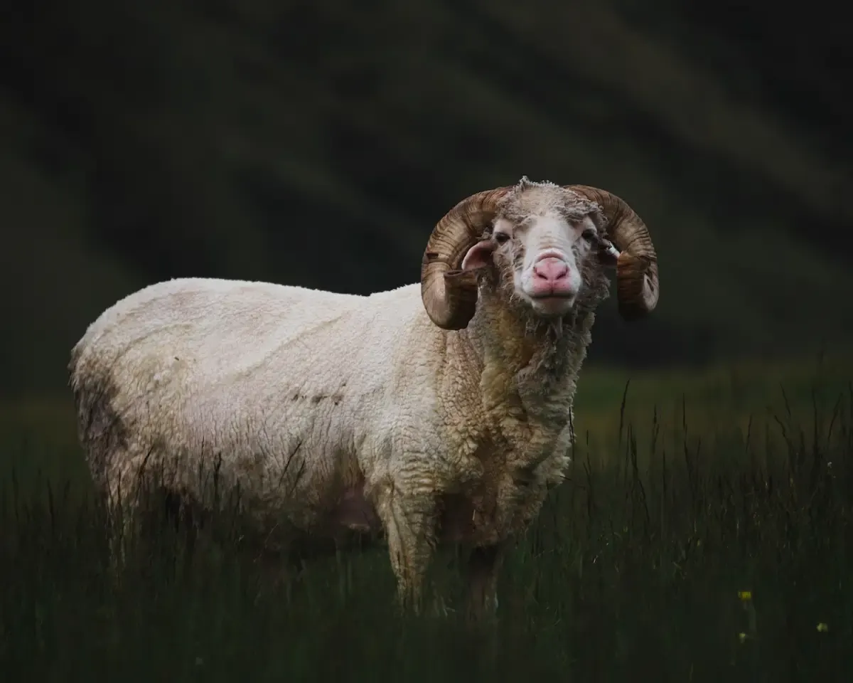 Ilustrasi kambing untuk daging aqiqah. (Sumber : pexels.com/Bob Ward)