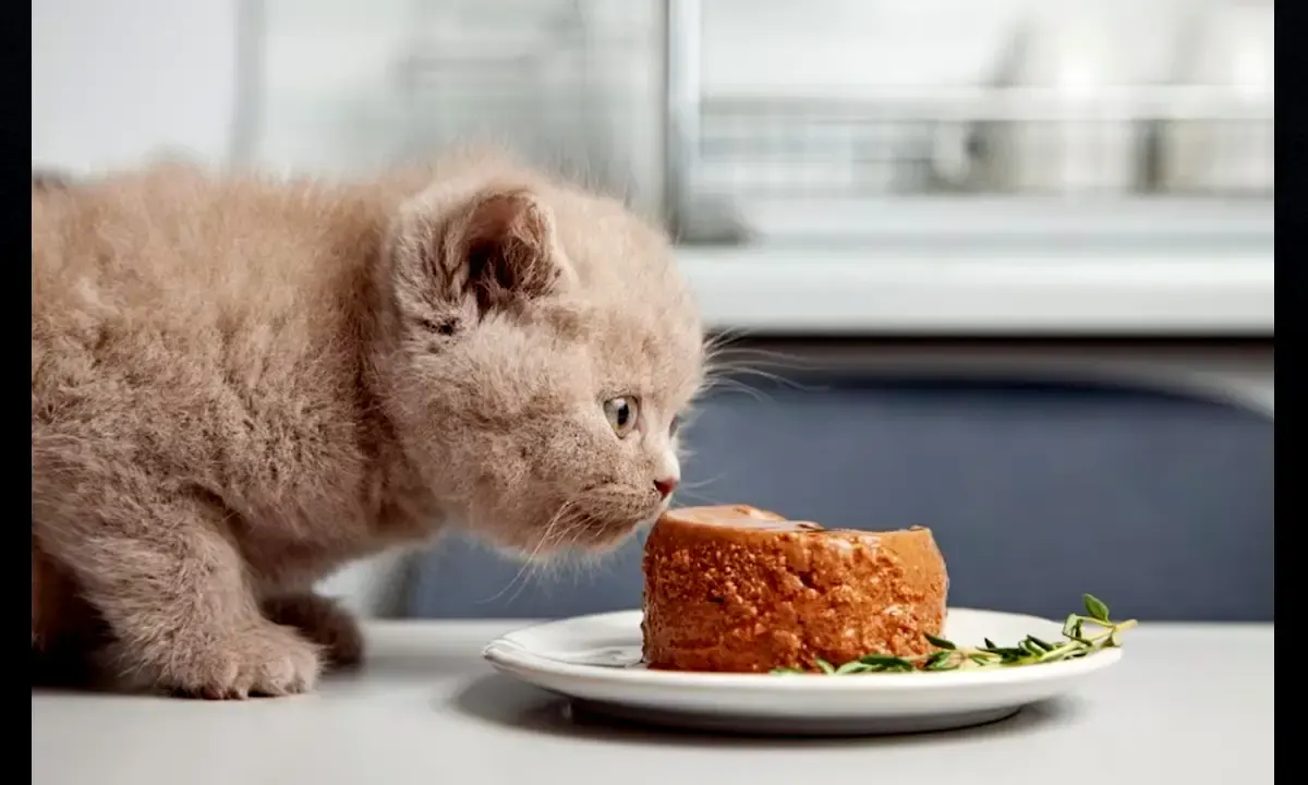 Begini Cara Mengatasi Kucing yang Tidak Mau Makan (Sumber : Freepik.com)