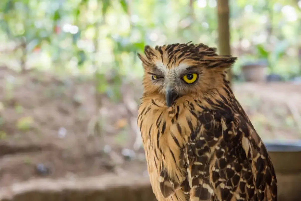 Mengenal Burung Hantu Burung Hantu Buffy Fish (Sumber : Burung Hantu/istockphoto.com)