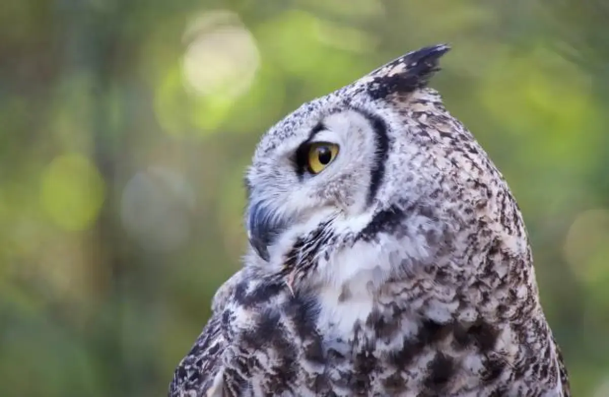 Mengenal Burung Hantu Brown Wood, Si Paling Introvert (Sumber : Burung Hantu/istockphoto.com)