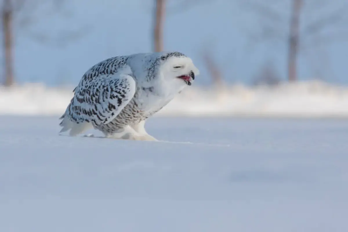 Mengenal Burung Hantu Snowy, Si Putih Cantik Sahabat Harry Potter (Sumber : Burung Hantu/istockphoto.com)
