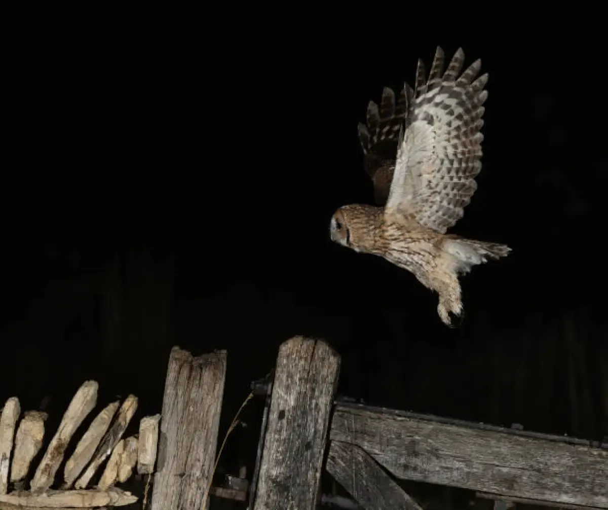 Mengenal Burung Hantu Punggok Coklat atau Ninox scutulata (Sumber : Burung Hantu/istockphoto.com
