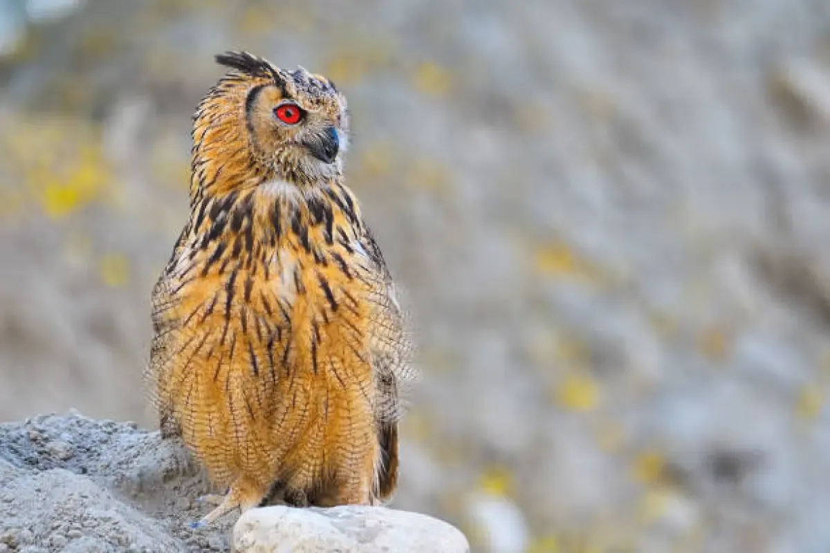 Mengenal Burung Hantu Celepuk Merah yang Kini Mulai Langka (Sumber : Burung Hantu/istockphoto.com)