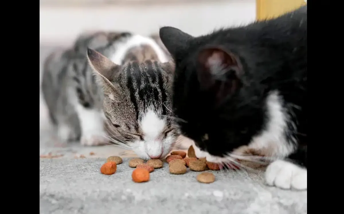 6 Makanan yang Paling disukai Kucing, Sebagai Panduan Kamu Buat Memanjakan Anabul (Sumber : freepik.com)