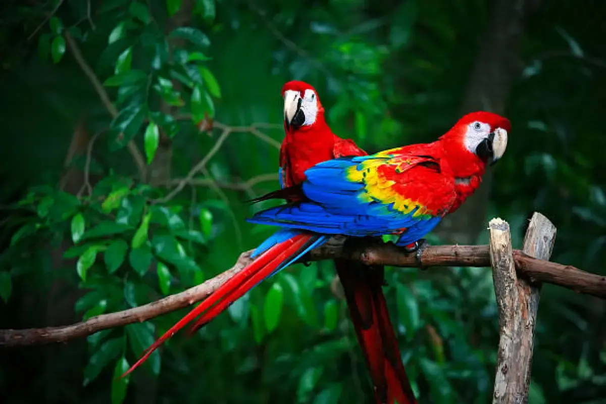 Daftar Harga Burung Beo Terbaru (Sumber : Burung Beo/istockphoto.com)