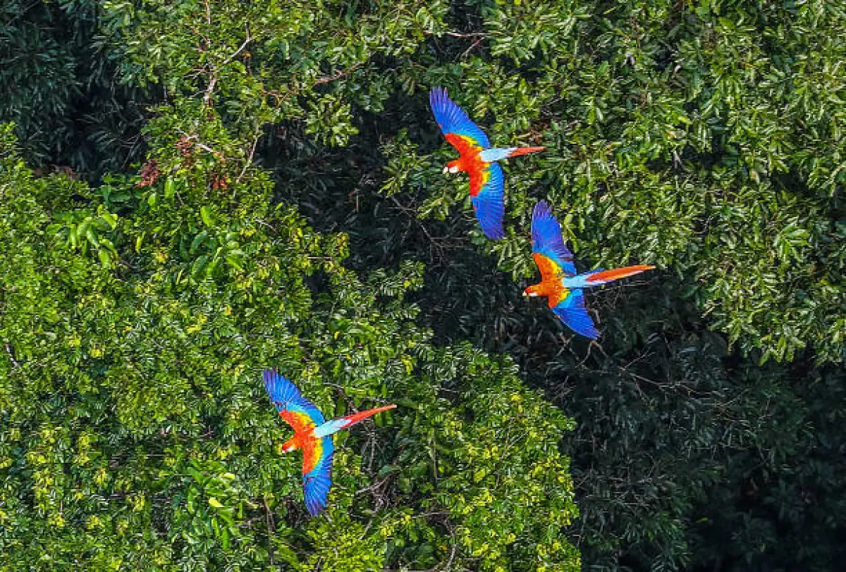 Mengenal Burung Beo, Mulai Dari Habitat dan Juga Keistimewaannya (Sumber : Burung Beo/istockphoto.com)