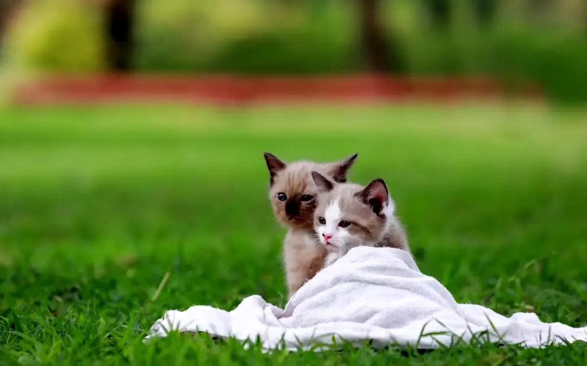 Bagaimana Cara Merawat Anak Kucing yang Tidak Memiliki Induk? Ikuti Langkah-langkah Berikut ini agar Anabul Sehat (Sumber : freepik.com)