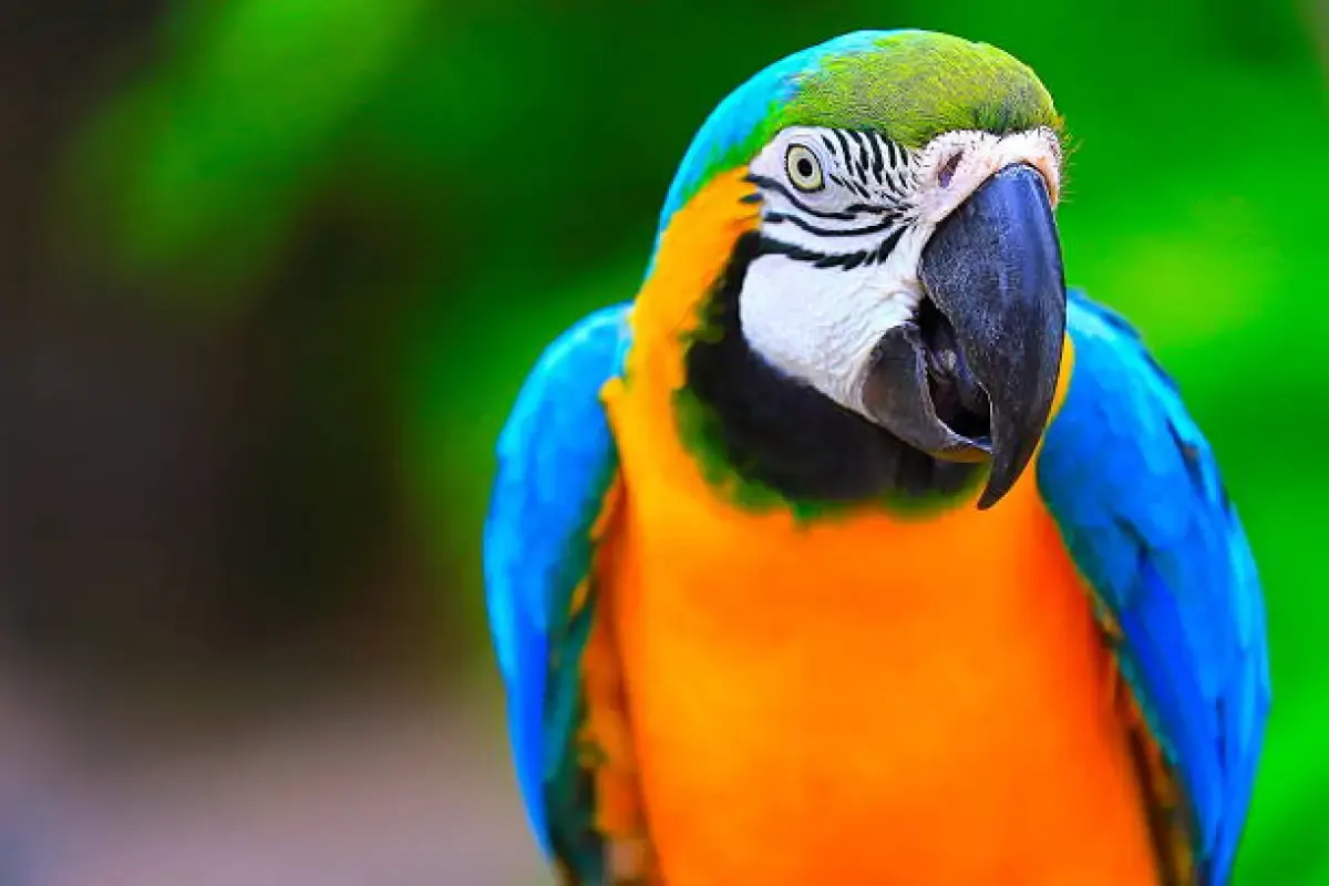 Berapa umur burung beo? (Sumber : Burung Beo/istockphoto.com)
