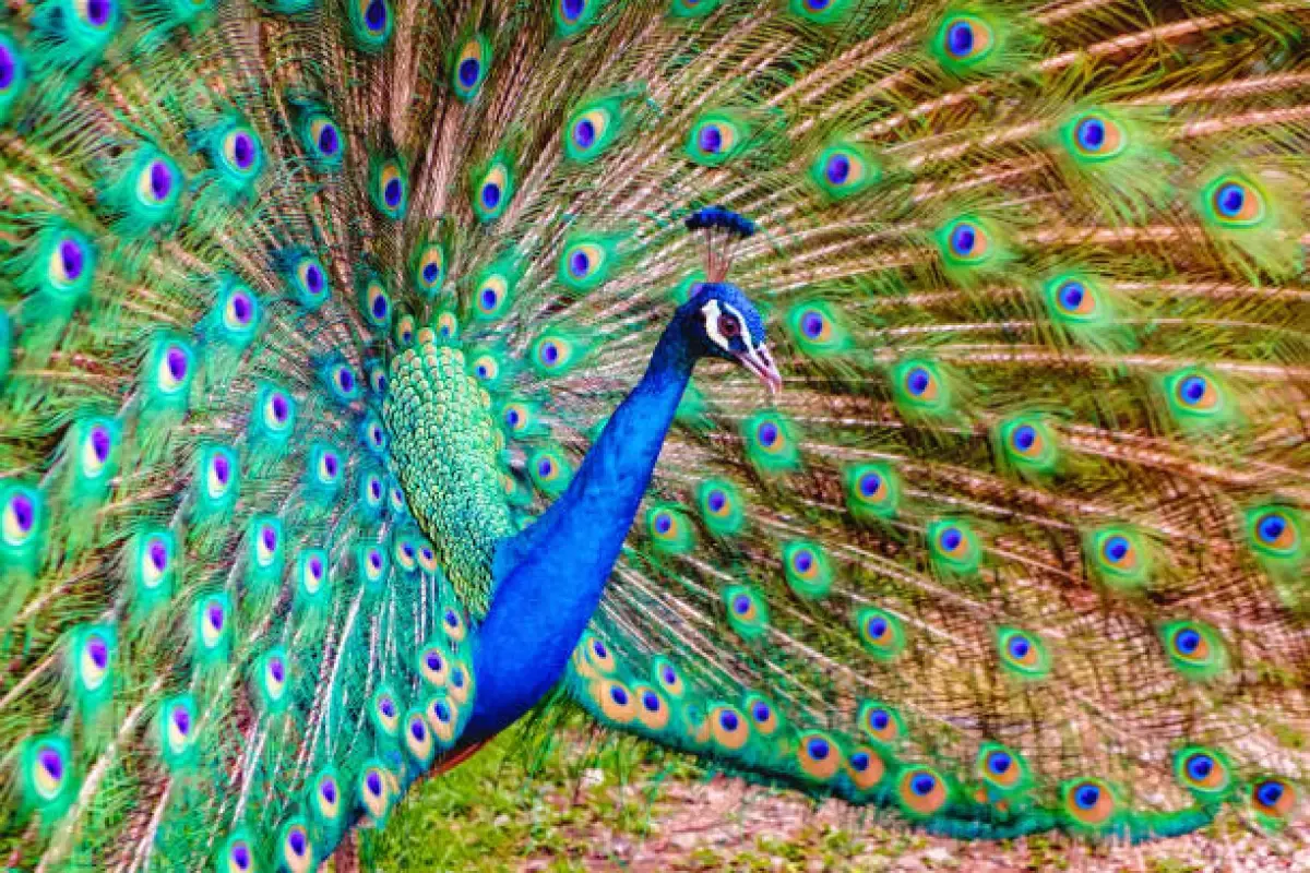 Rahasia Dibalik Bulu Cantik si Burung Merak (Sumber : Burung Merak/istockphoto.com)