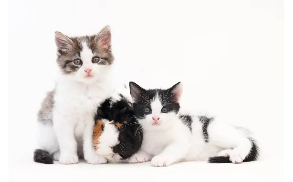 6 Tips Menjaga Anak Kucing agar Tidak Mengalami Diare, Pastikan Untuk Melakukannya Agar Anabul Sehat (Sumber : freepik.com)