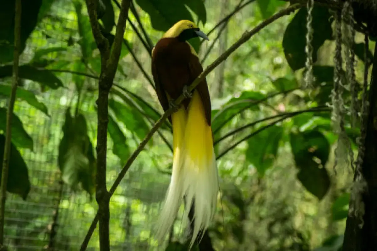 Mengenal Burung Cendrawasih Kuning, Si Cantik Titisan Surga (Sumber : istockphoto.com)