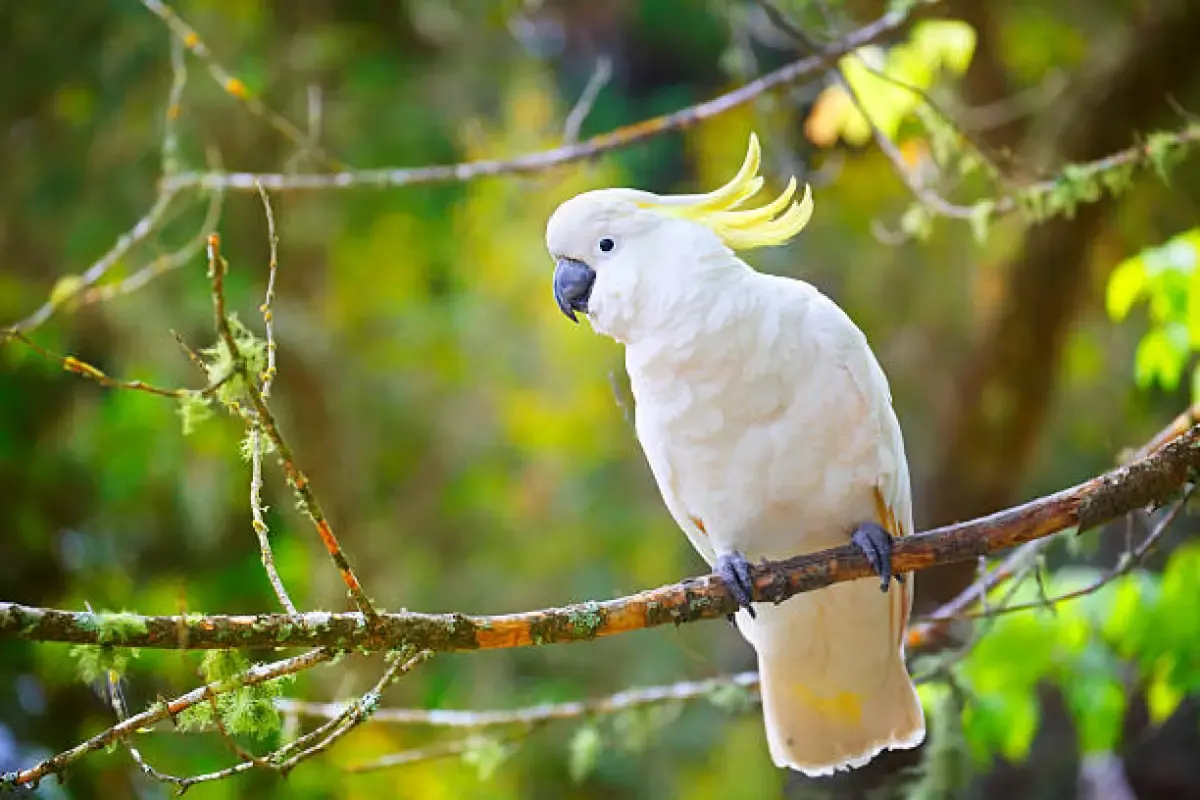 Rekomendasi Makanan Yang Baik Untuk Burung Kakatua (Sumber : istockphoto.com)