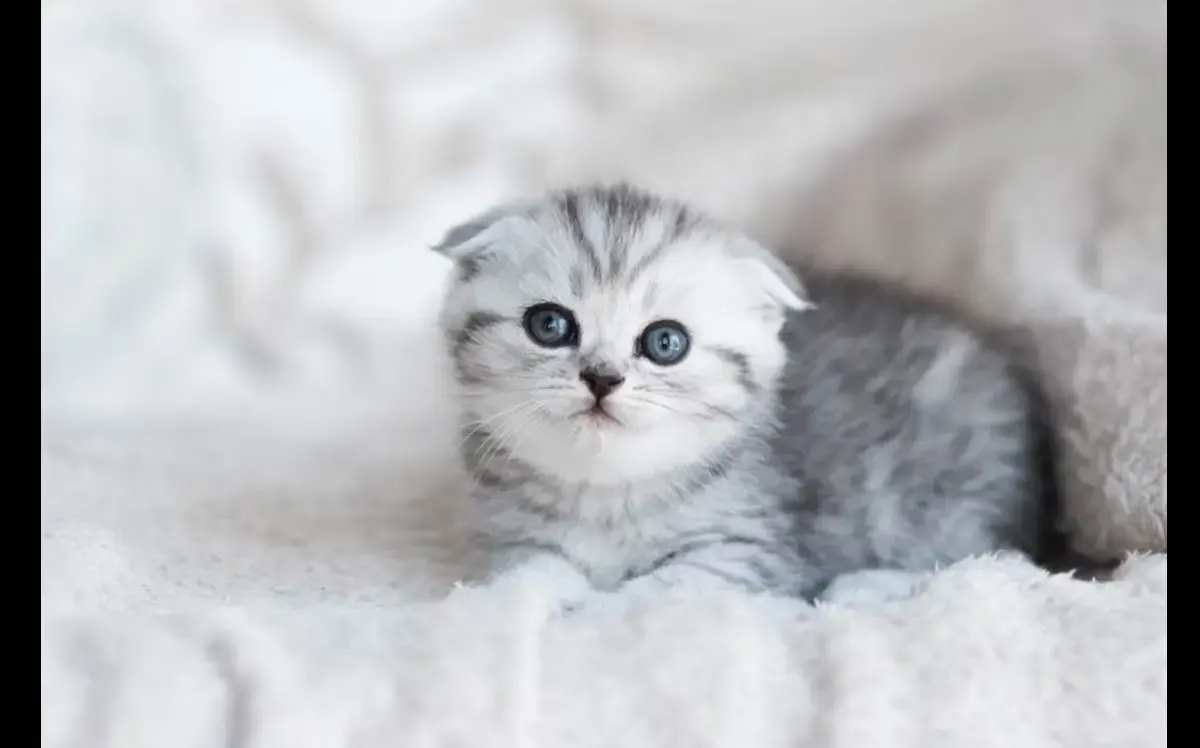 Memilih Makanan yang Tepat dan Sehat Untuk Anak Kucing, Mana yang Boleh dan Tidak Boleh Diberikan (Sumber : freepik.com)